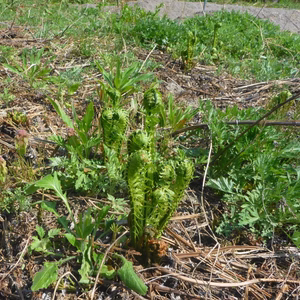 　天然＊山菜‼『コゴミ』『ヨモギ』『山うど』『フキ』＊山菜パワー