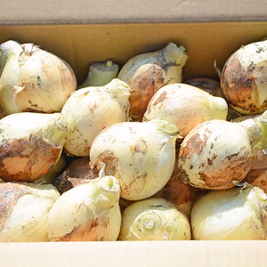 【超お徳用】新鮮☆農家直送　新玉ねぎ10kg　(大小形様々25〜35個)