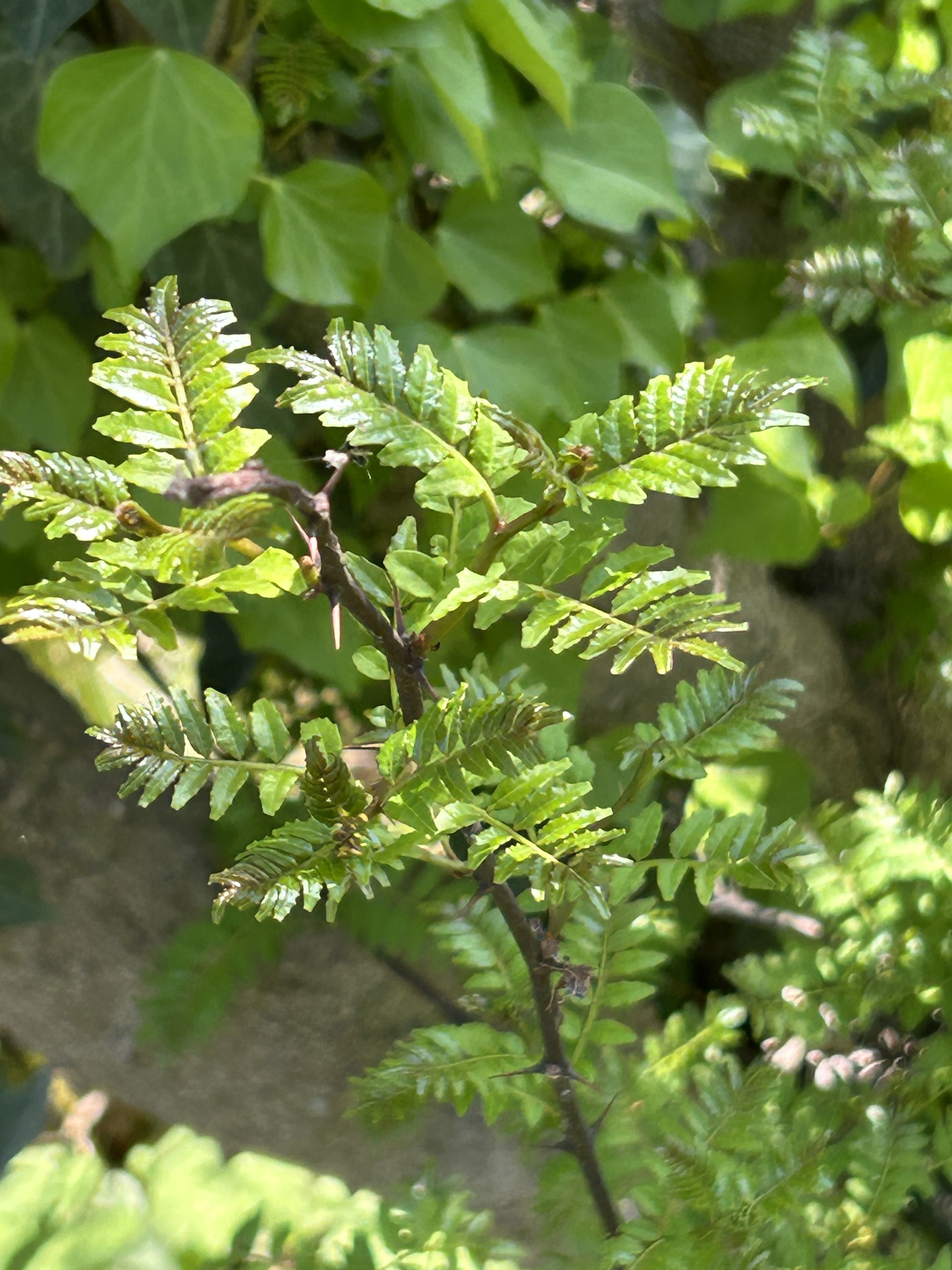 有機JAS 木の芽 農薬は使ってません|山椒の商品詳細 有機JAS 木の芽 農薬は使ってません|山椒の商品詳細