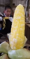 トウモロコシ