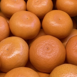【柑橘の大トロ】果汁溢れるハウスせとか家庭用15kg80玉前後