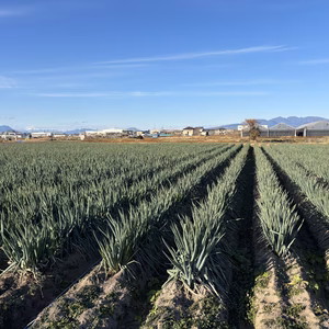 一度食べたら、忘れないネギ（ネギの概念、変わります）