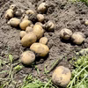 新じゃがいもキタアカリ 農薬・化学肥料不使用 栗じゃがいも