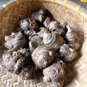 ホクホク系里芋　八つ頭 1.５kg