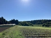 2023秋のイタリア野菜①甘い香りのフェンネル