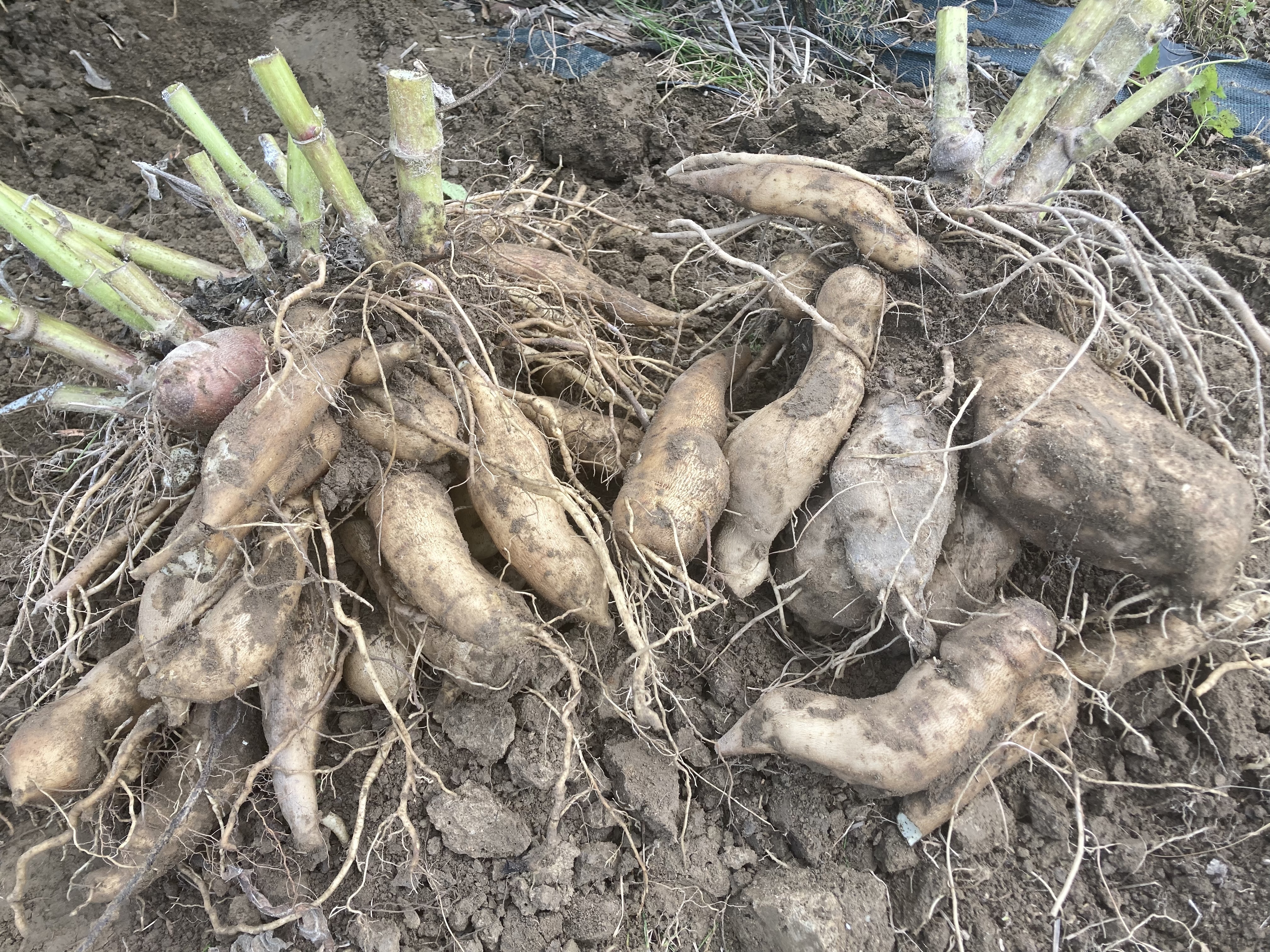 12月上旬より発送開始※【ヤーコン訳あり生芋10kg長野県産 【送料無料