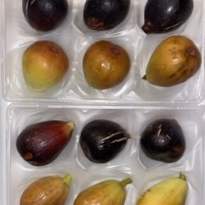 本日のタイムセール21:30まで　「カリフォルニアブラックとブルンズウィック」