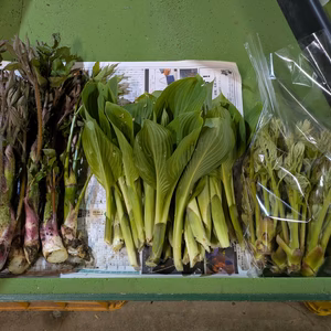 山うど、うるい、たらの芽、行者にんにくセット