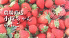 《パクパクが止まらない♪》小粒ちゃんイチゴ　埼玉県羽生市産