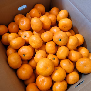 愛媛県産温州みかん 南柑20号 小玉