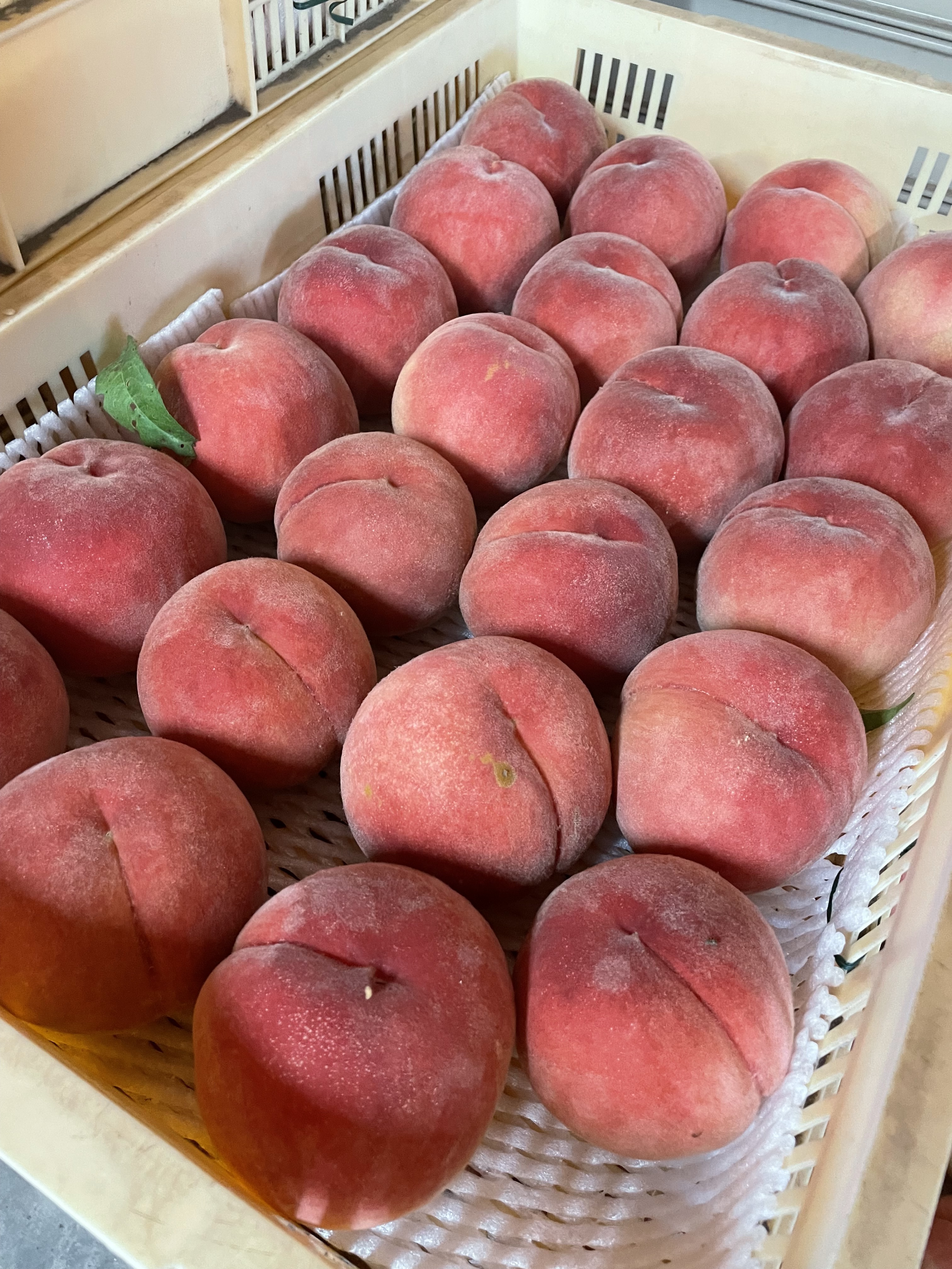 [訳あり]白桃 品種は何が届くかお楽しみ !?3kg 3kg