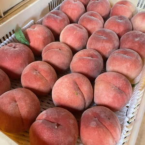 今年ラスト【訳あり】白桃　品種は何が届くかお楽しみ ！？3kg