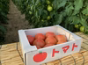 甘さと酸味が絶妙・大玉桃太郎トマト