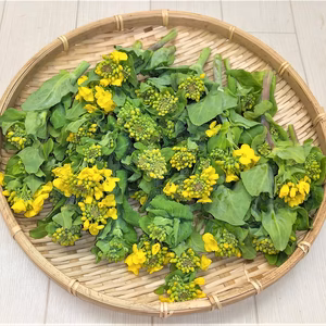 白菜の菜花　農薬不使用（無農薬）栽培