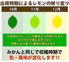 今だけ送料無料！和歌山県産レモン 訳あり 傷汚れあり