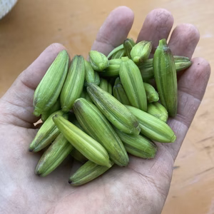 期間限定 ゆり根の蕾の金針菜さん(生)【栽培期間 肥料・農薬・たい肥不使用】