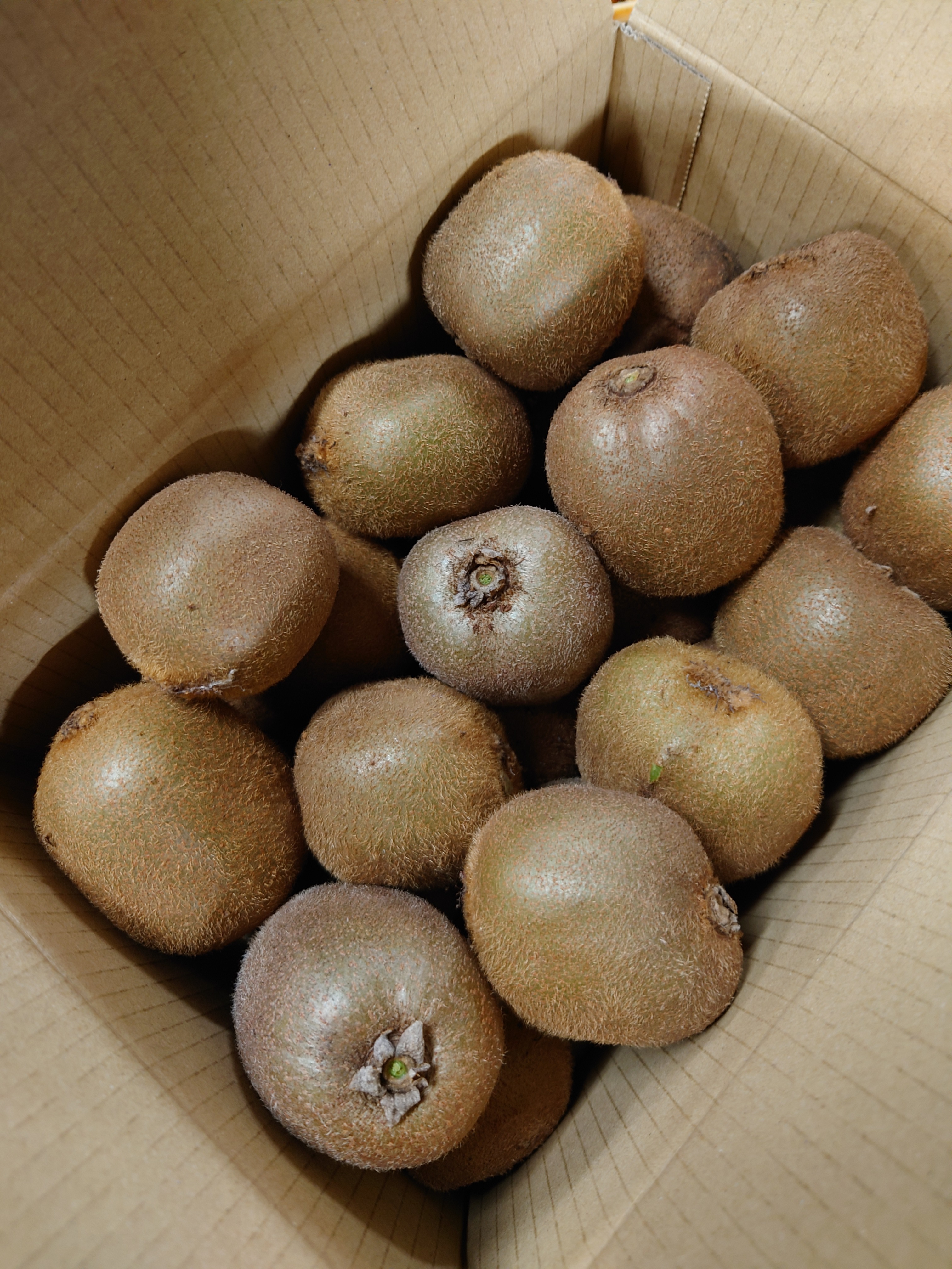 国城観光農園のキウイフルーツ(ヘイワ−ド)約3kg 1箱約3kg(20〜35個入り)