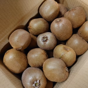 国城観光農園のキウイフルーツ（ヘイワ−ド）送料無料約３kg