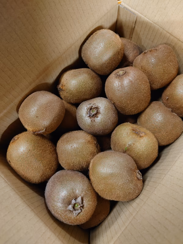 国城観光農園のキウイフルーツ（ヘイワ−ド）送料無料約３kg