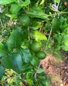 夏の暑さにスッキリ、グリーンレモン、希少なハウス栽培