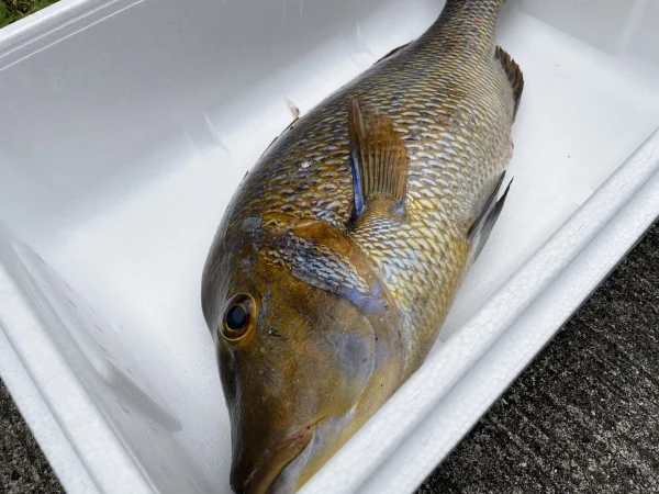 【魚突き】フエフキダイ3.4kg 鱗、内臓処理済み