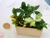 幸せを運ぶ観葉植物のおまかせ寄せ植え（４～５品種）
