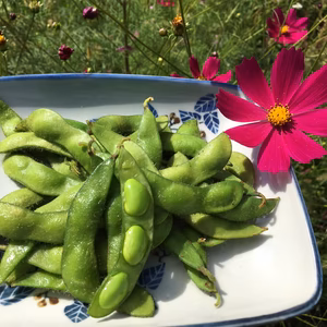 会津伝統野菜 手もぎ かおり枝豆 ＊農薬・化学肥料<不使用>