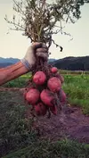 【Ayaka.Nさま専用】完熟カラフルトマト＆山里の小さな農家のおすそわけ☆Ｍ