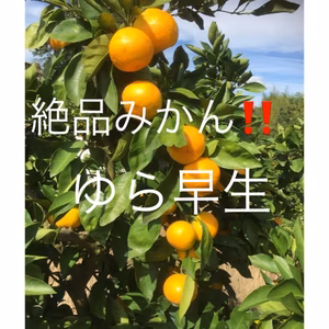 和歌山産 ゆら早生みかん