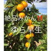 和歌山産 ゆら早生みかん