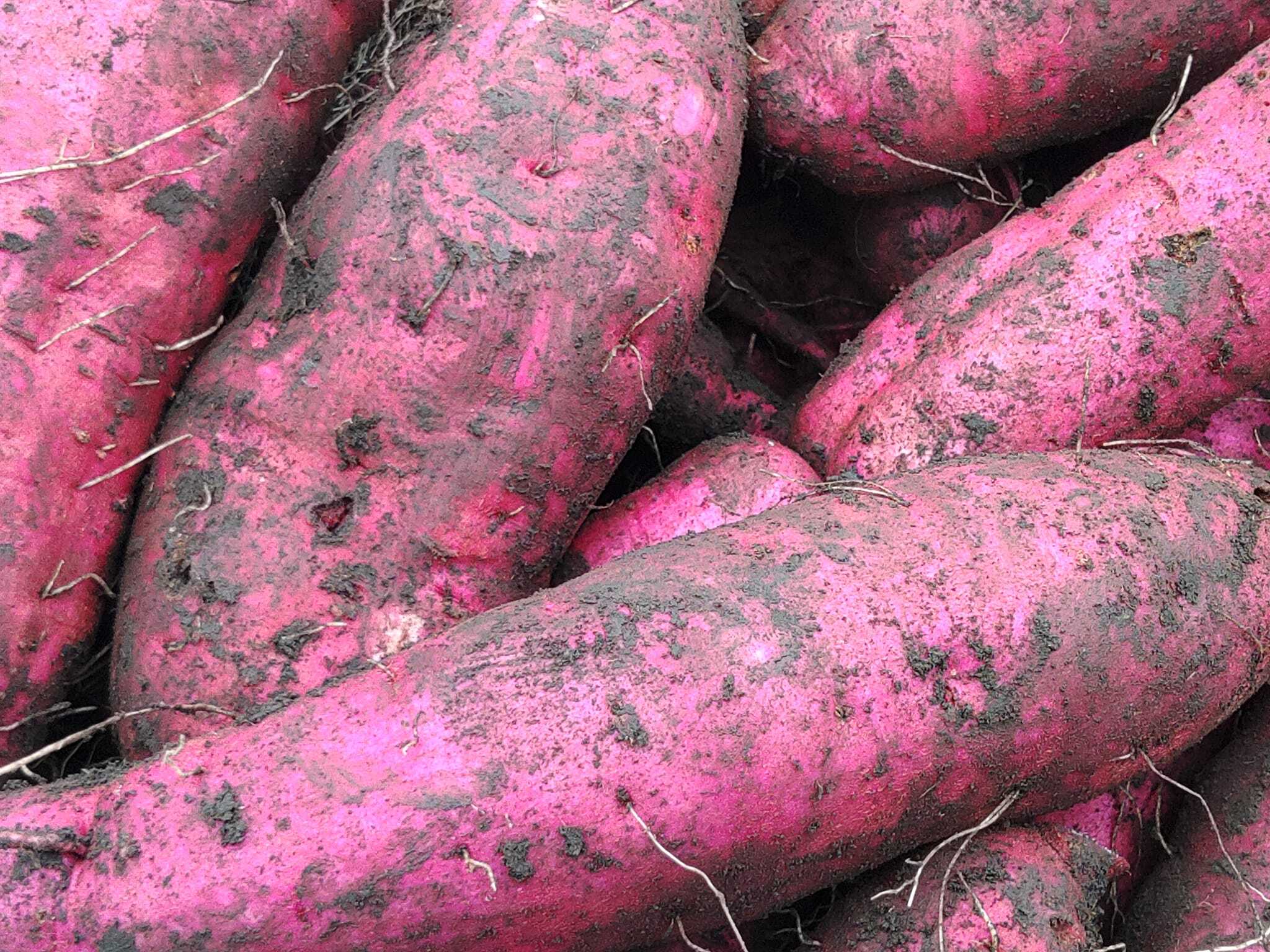 1.5kg⭐️完熟⭐️紅はるか⭐️幸せな甘み⭐️《今が買い時