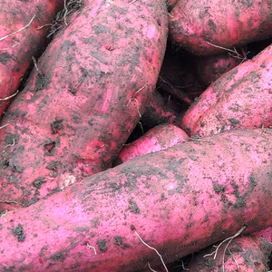 《OPENセール！超特価！》熟成ベニアズマ【3ｋｇ】（訳あり）。開設記念！