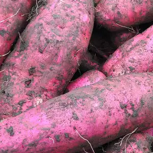 15kg⭐️完熟⭐️紅はるか⭐️幸せな甘み⭐️《徳用・大容量》ちょっと