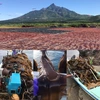 福袋【送料無料】北海道名産 海藻類 ８点セット