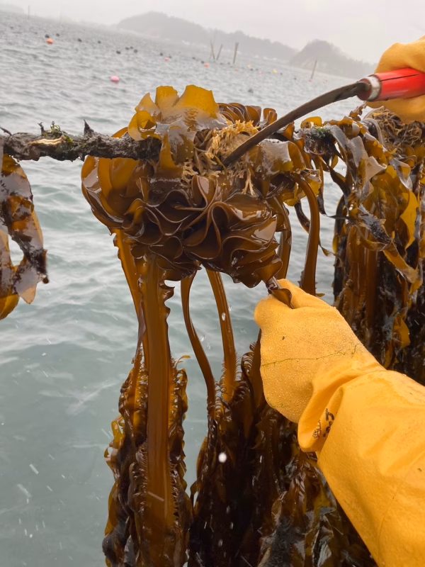 【期間限定】令和六年松島湾産粘り抜群完熟生めかぶ