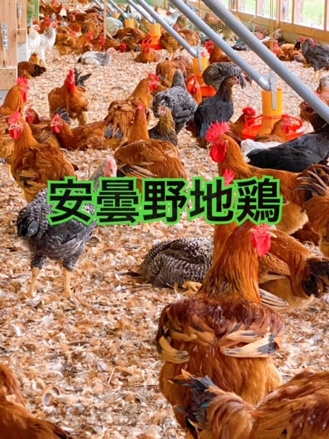 【人気部位‼】安曇野産寿地鶏焼き鳥20本~50本セット！特製タレ・鍋煎り塩付！
