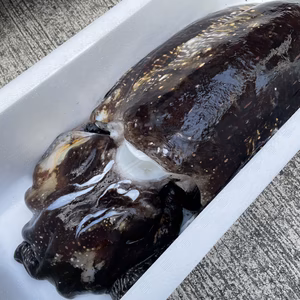 【魚突き】コブシメイカ8.7kg