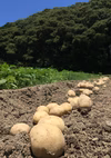 高知県産 無農薬ジャガイモ