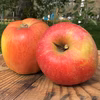 今が旬！ りんご  訳あり あいかの香 約3kg 7-15玉 復興支援 希少品種