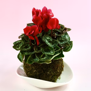 苔玉　シクラメン　(赤) 液肥付