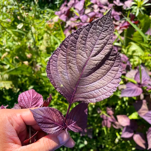 【在庫復活】自然栽培・当日収穫・発送　赤しそ・茎付き 500g