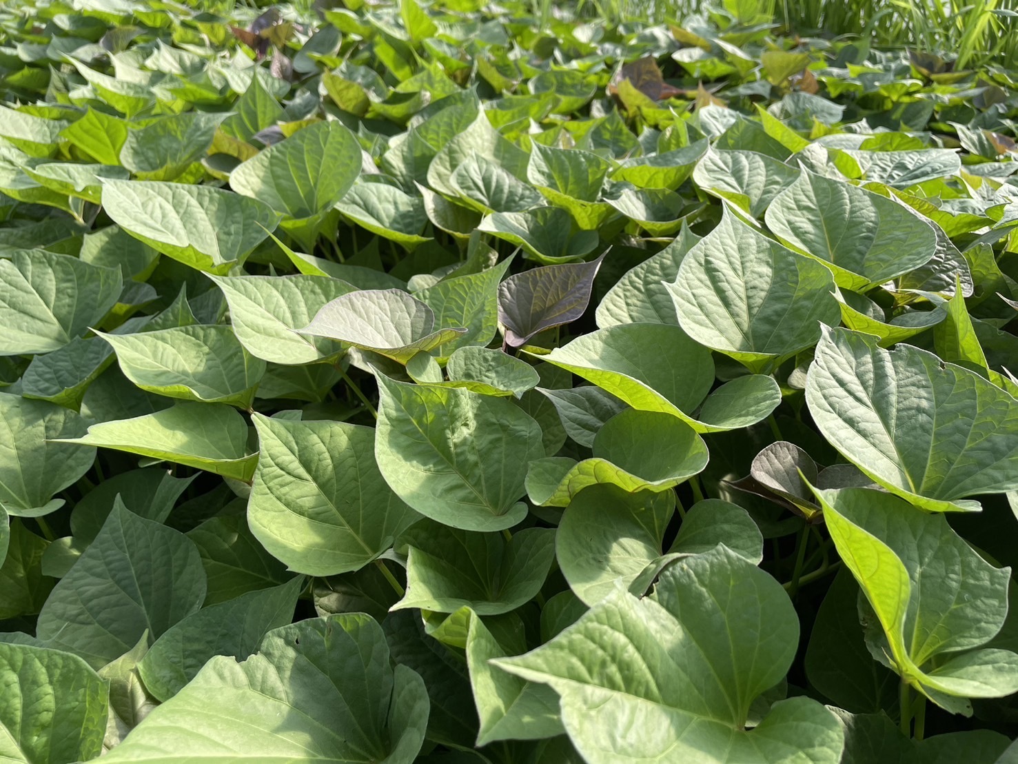 5種のさつまいも 苗（べにはるか・シルクスウィート・安納芋・紅