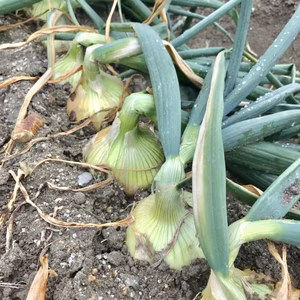 淡路島新玉ねぎ（サラダに最適）5ｋｇ