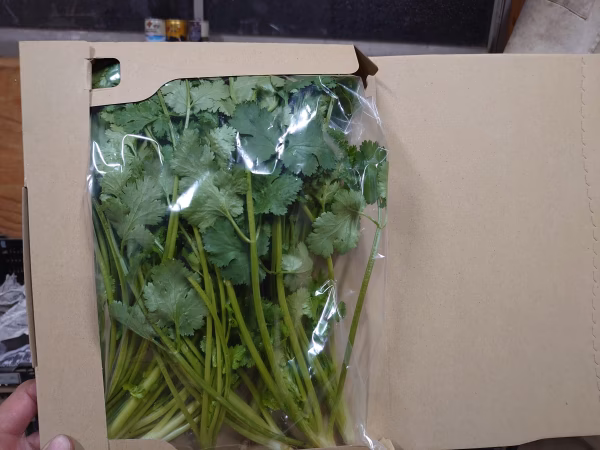 パクチー 有機 ネコポス