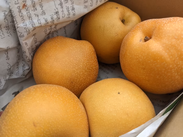 【静岡県産】志太梨（ご自宅用）