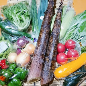 今が旬【５セット限定・真竹(ヌカ付き)】～筍ほり名人のおすそ分け野菜７種類～