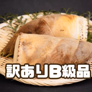 【訳ありB級品】山東産筍『赤土土壌』朝掘り鮮度抜群‼︎当日クール冷蔵便★家庭用