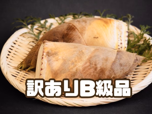 【訳ありB級品】山東産筍『赤土土壌』朝掘り鮮度抜群‼︎当日クール冷蔵便★家庭用