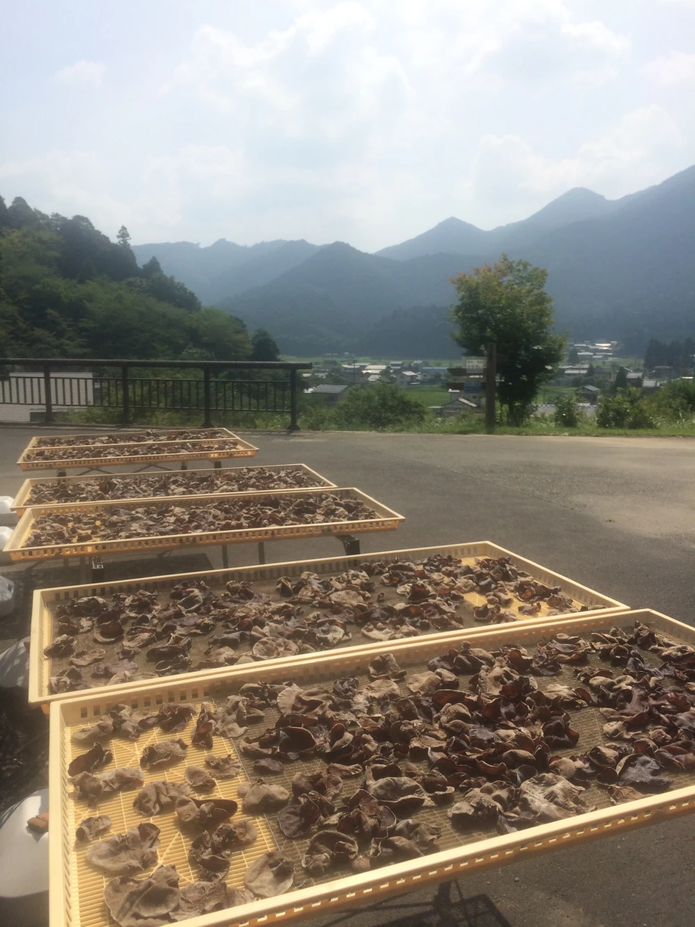 【干しきくらげ】【乾燥きくらげ】京都府産　栽培期間中農薬不使用