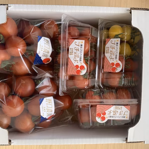 シーズン終了まで後少しミニトマト、中玉トマトセット。(プチぷよを含む3〜5品種)